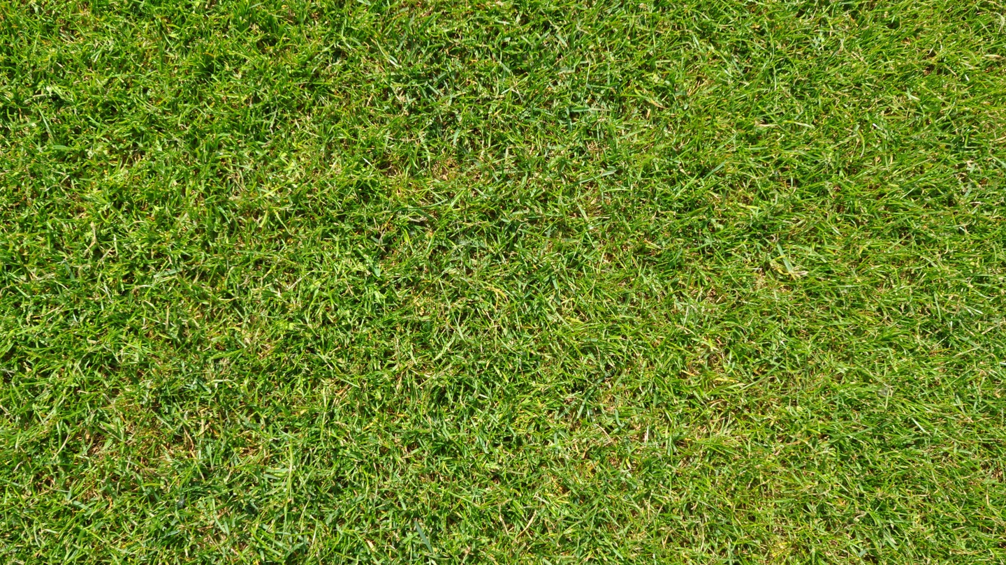 yard's turf