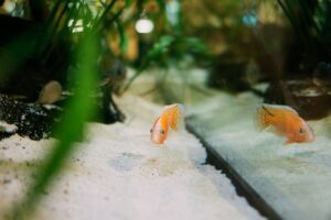 fish 